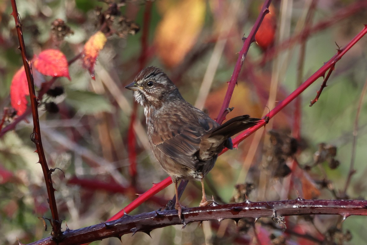 Song Sparrow - ML645000169