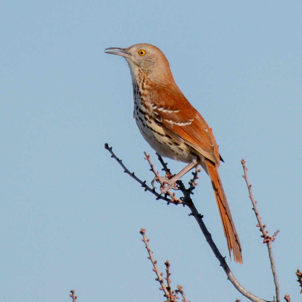 Brown Thrasher - ML645000170