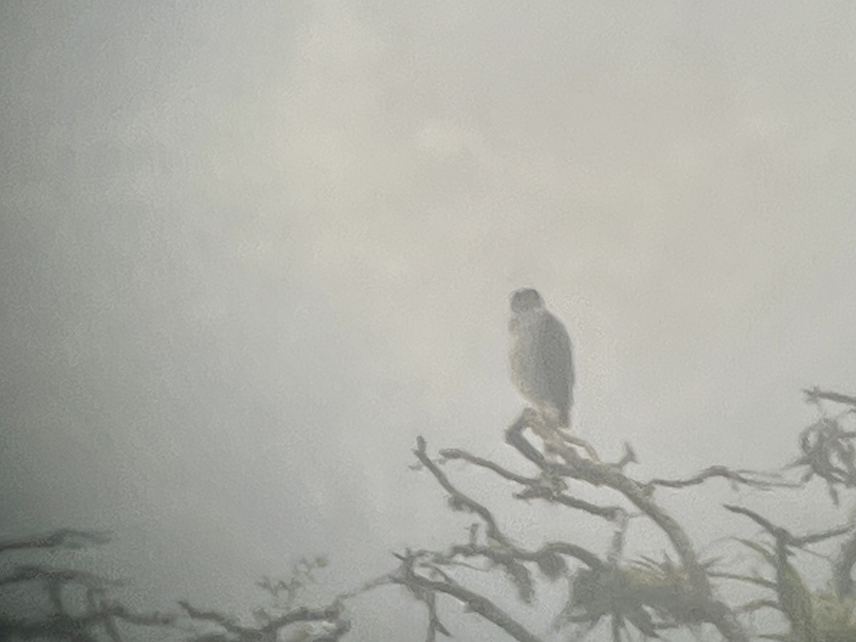 Bicolored Hawk - ML645000175