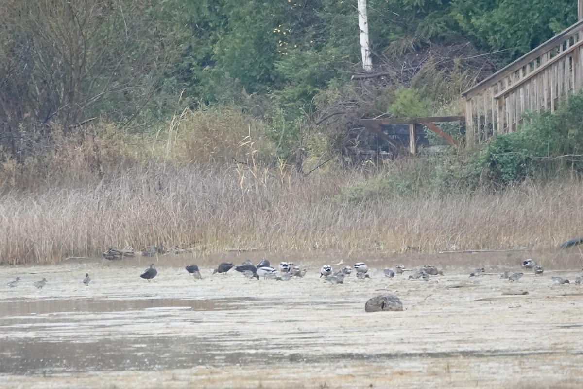 Ahate iluna - ML645000176