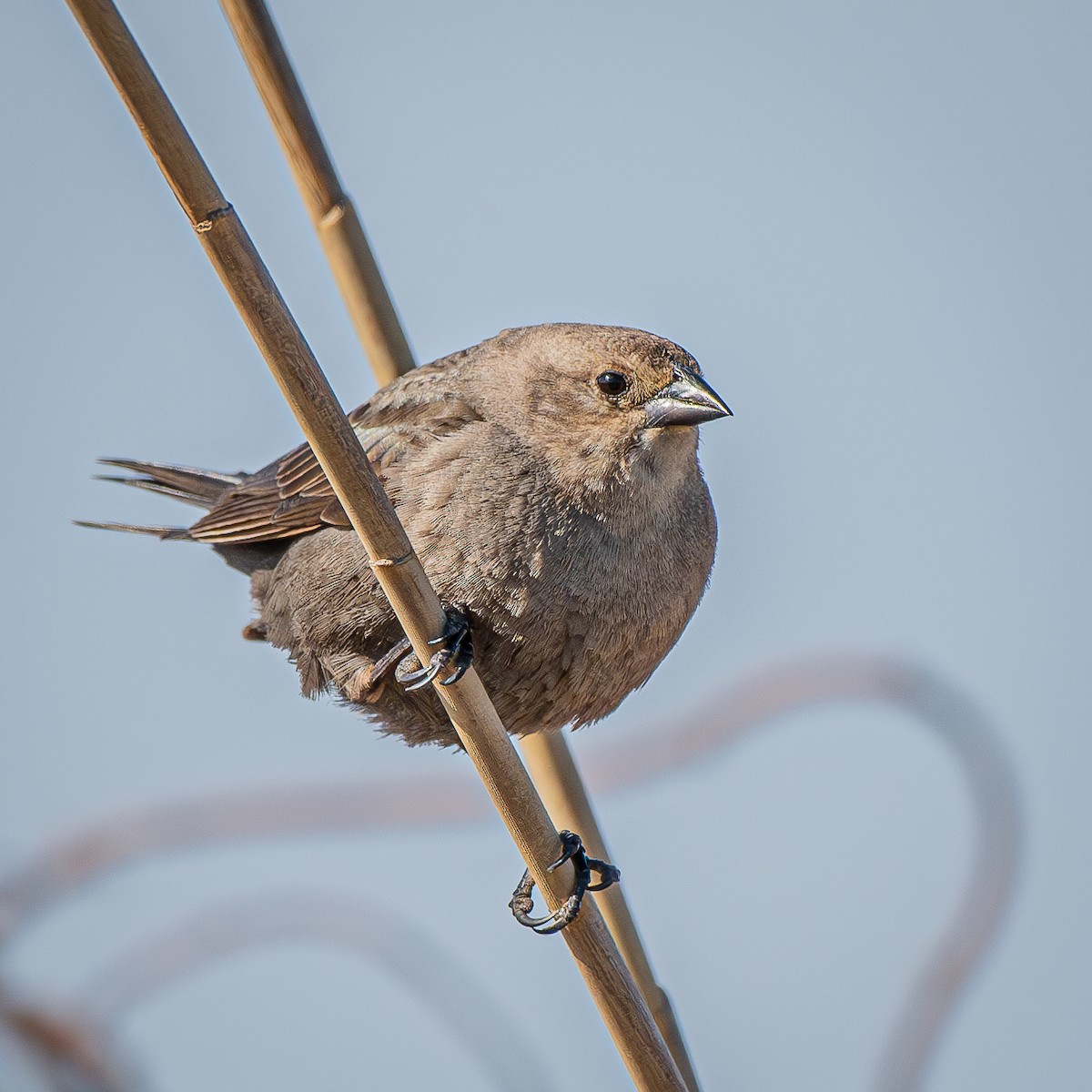 brunhodetrupial - ML645000186