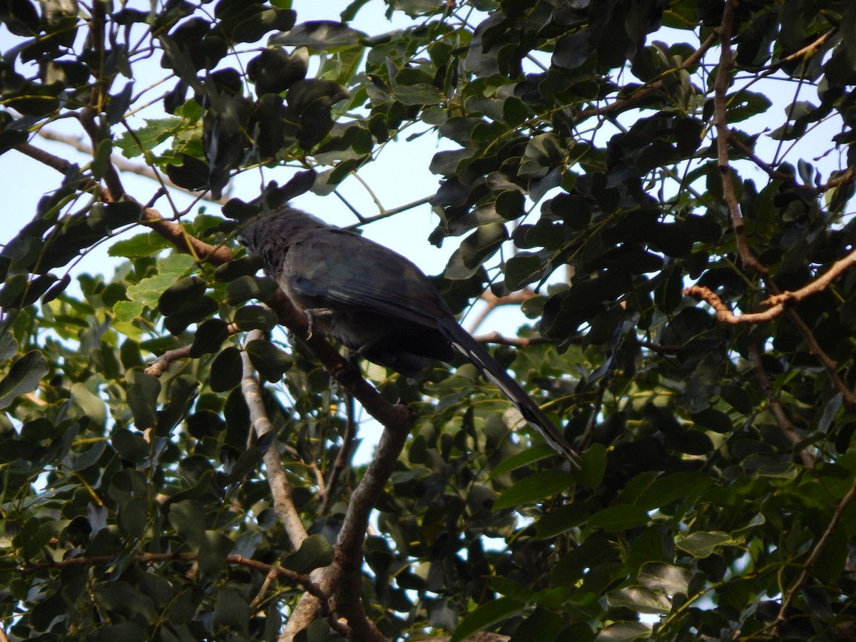 Малкога сірочерева - ML645000191