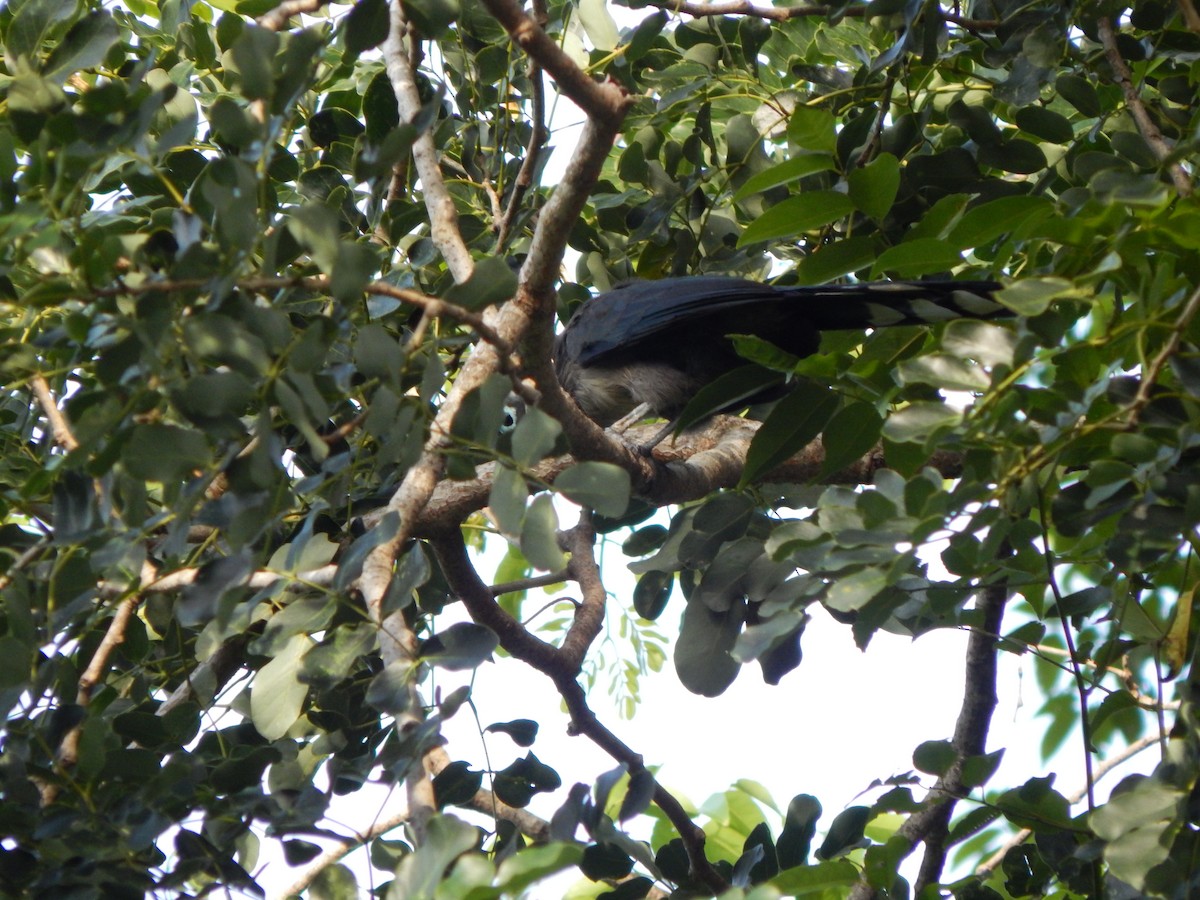 Малкога сірочерева - ML645000192