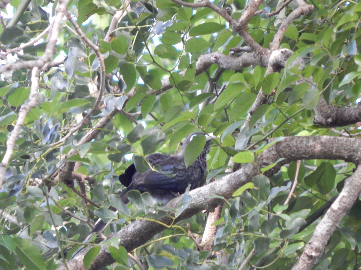 Малкога сірочерева - ML645000193