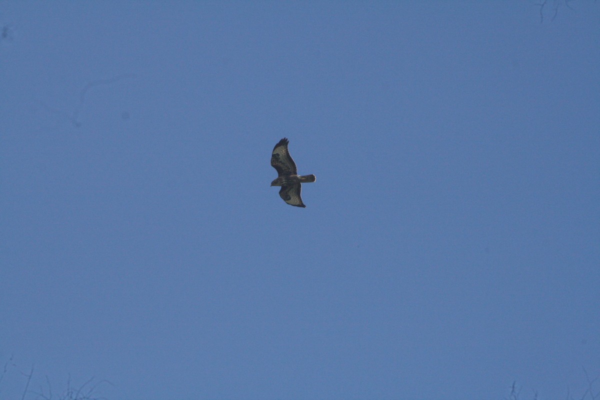 Şahin (rothschildi) - ML645000216