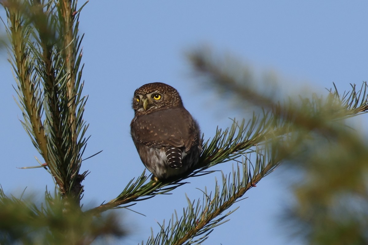 Northern Pygmy-Owl - ML645000218