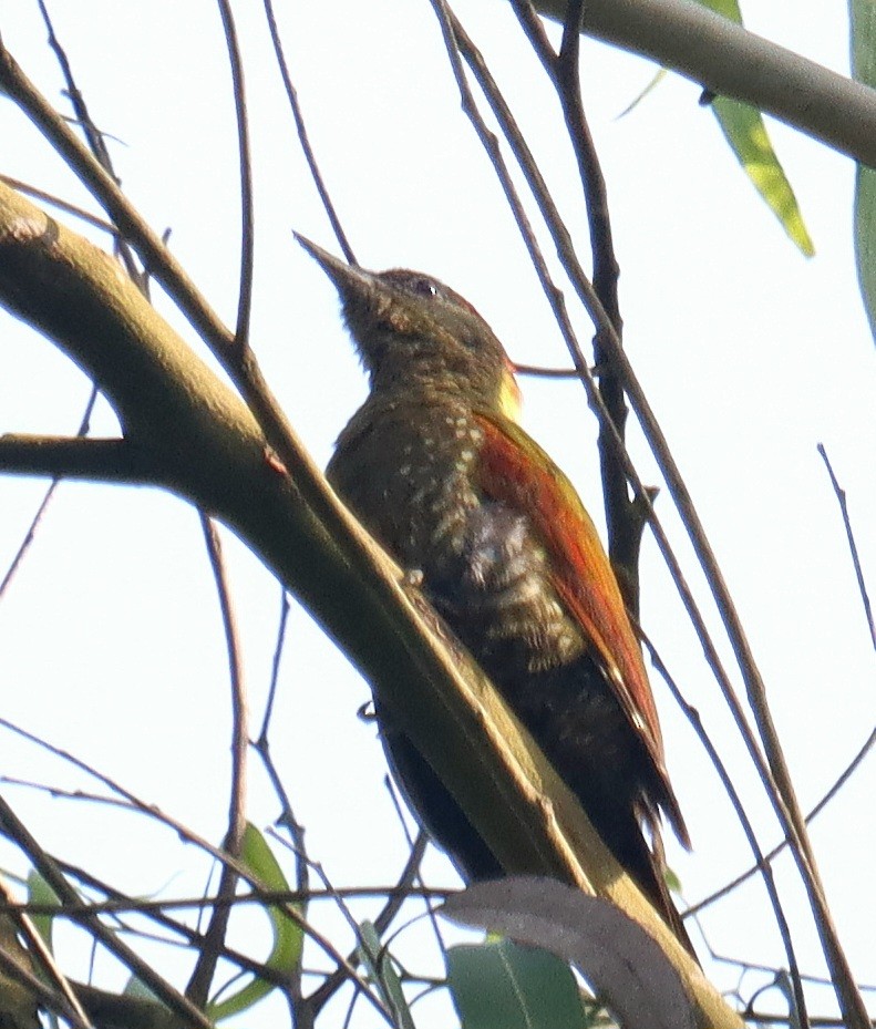 Lesser Yellownape - ML645000221