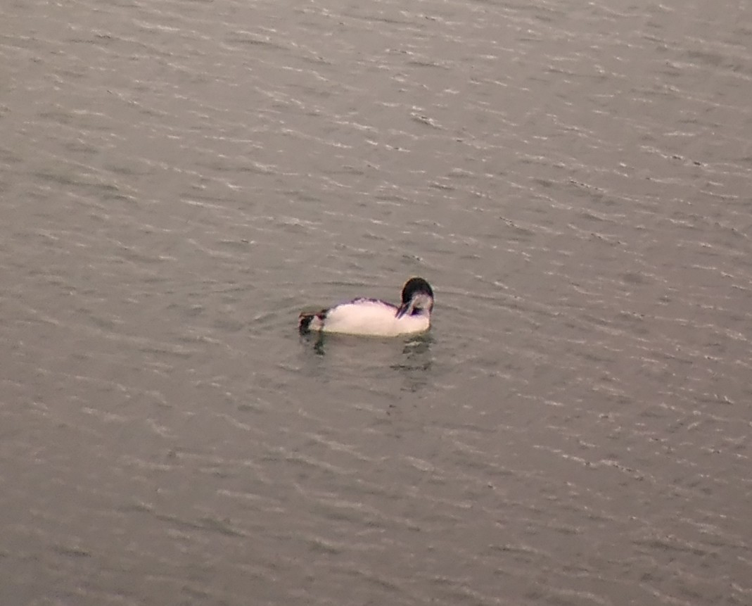 ハシグロアビ - ML645000225