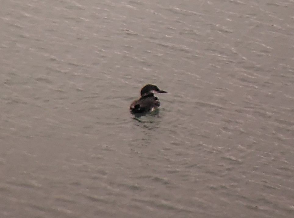 ハシグロアビ - ML645000226