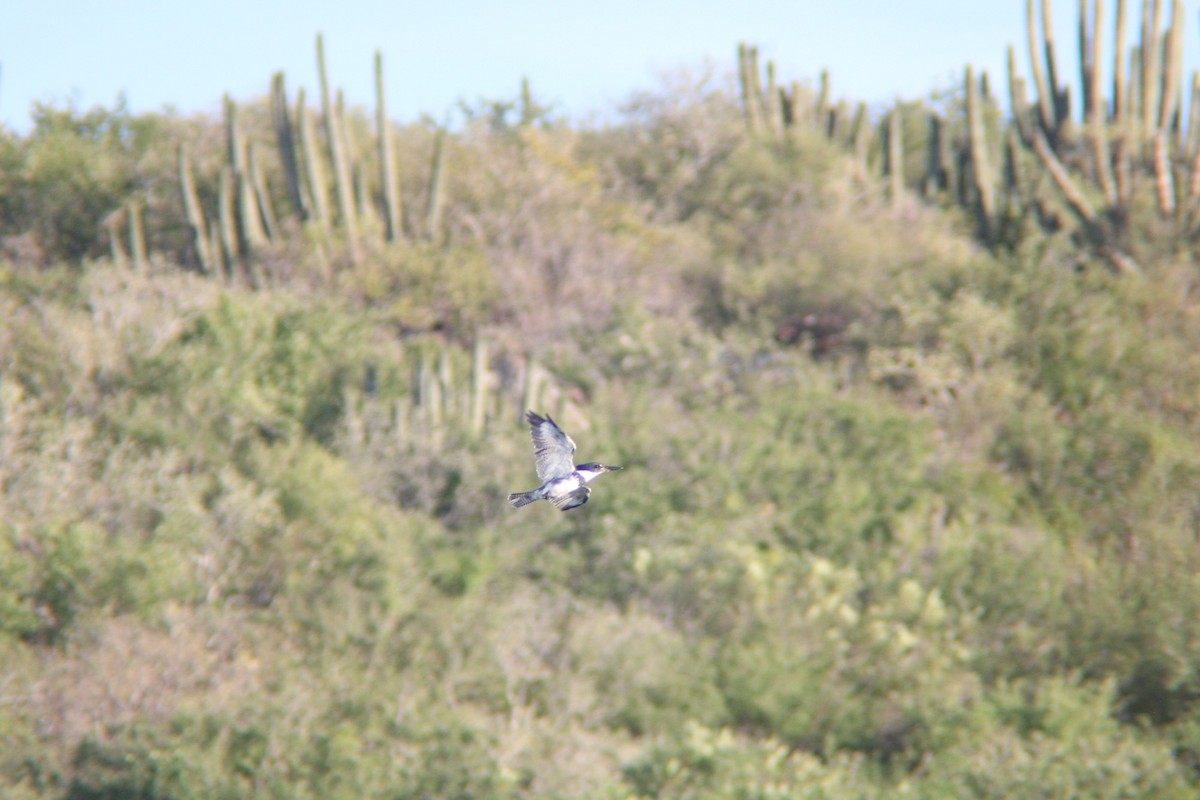 Martin handi iparramerikarra - ML645000256