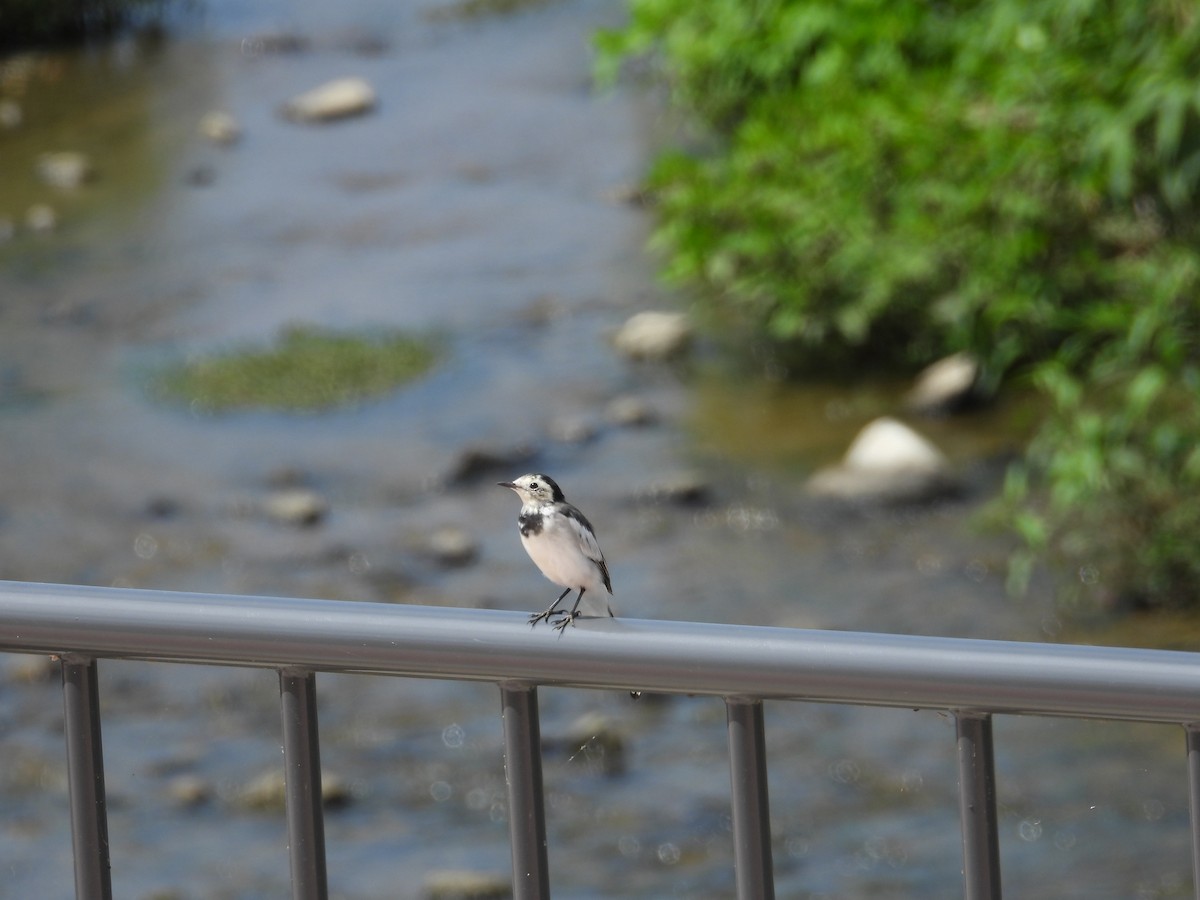 White Wagtail - ML645000259
