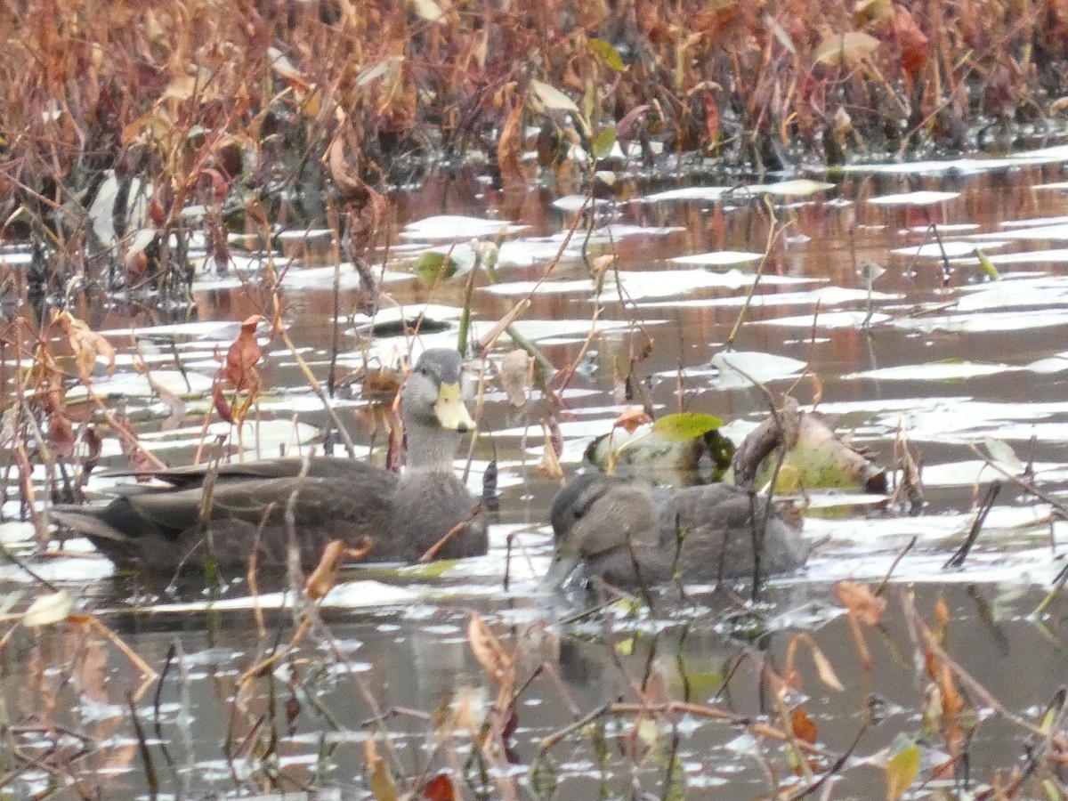 Ahate iluna - ML645000262