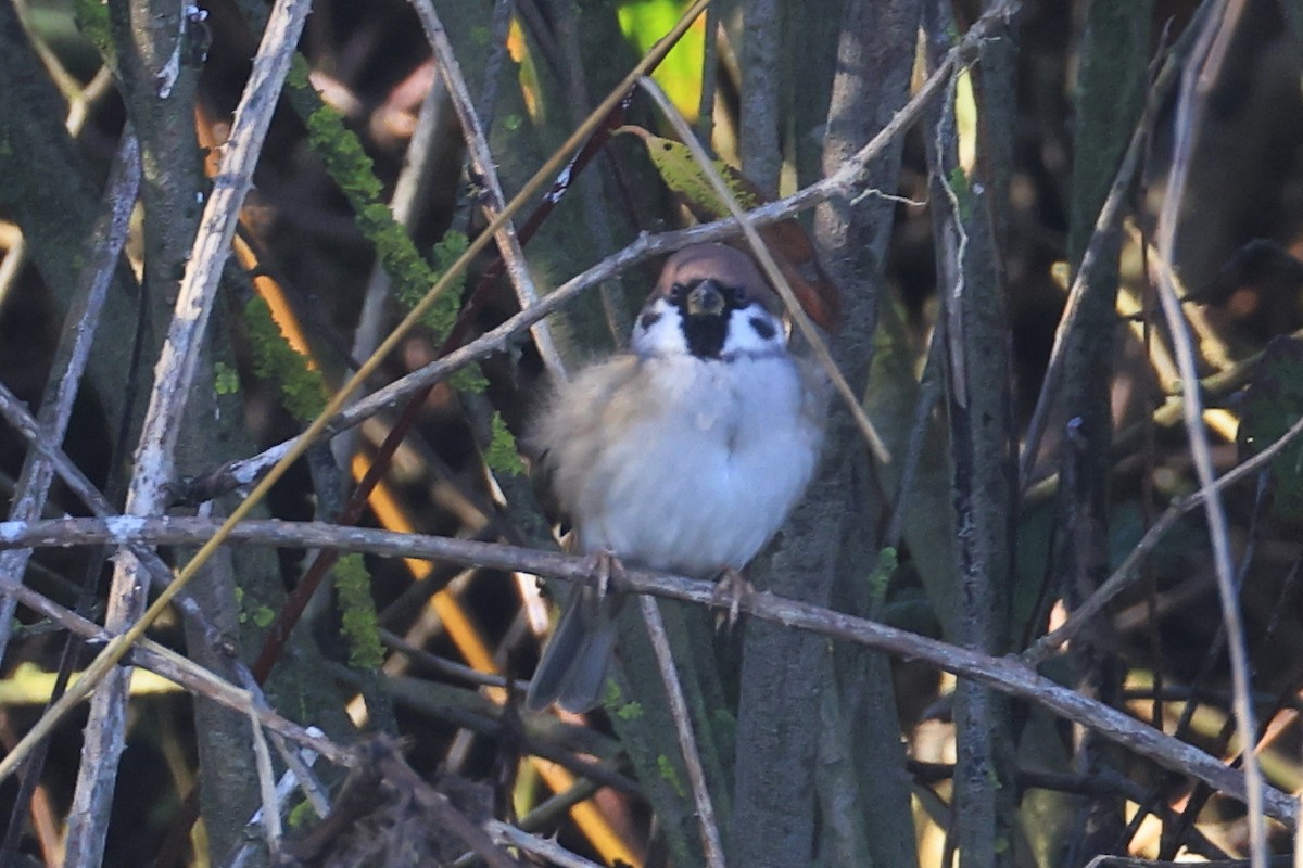 Eurasian Tree Sparrow - ML645000284