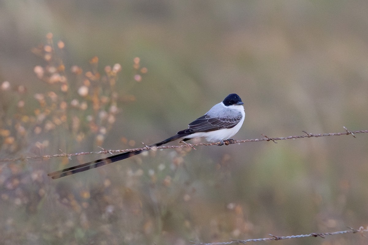 Fork-tailed Flycatcher (monachus) - ML645000292