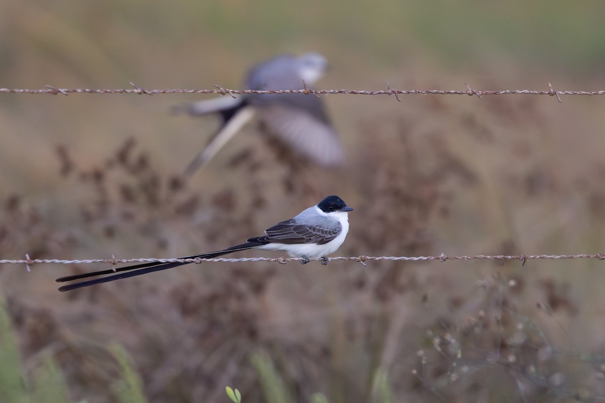 Fork-tailed Flycatcher (monachus) - ML645000294