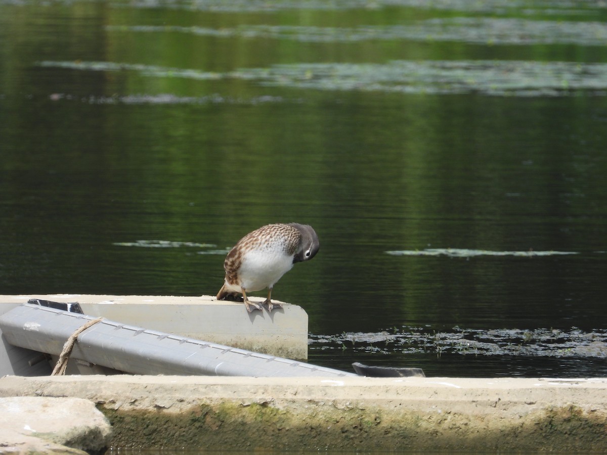 Mandarinente - ML645000297