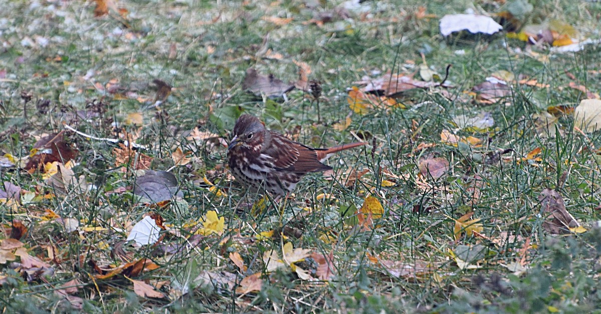 Fox Sparrow - ML645000300