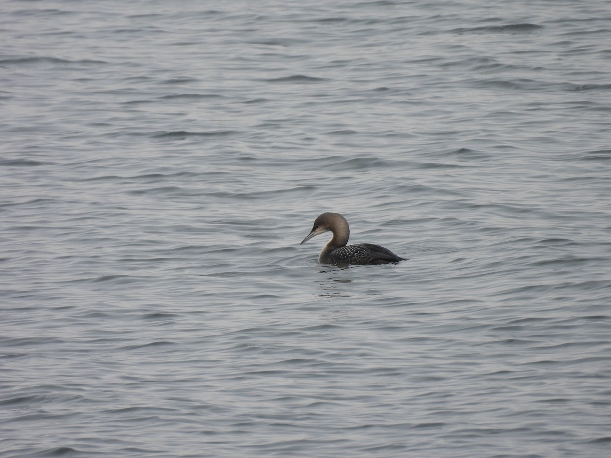 Pacific Loon - ML645000310