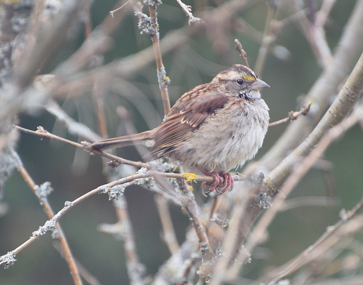 White-throated Sparrow - ML645000312