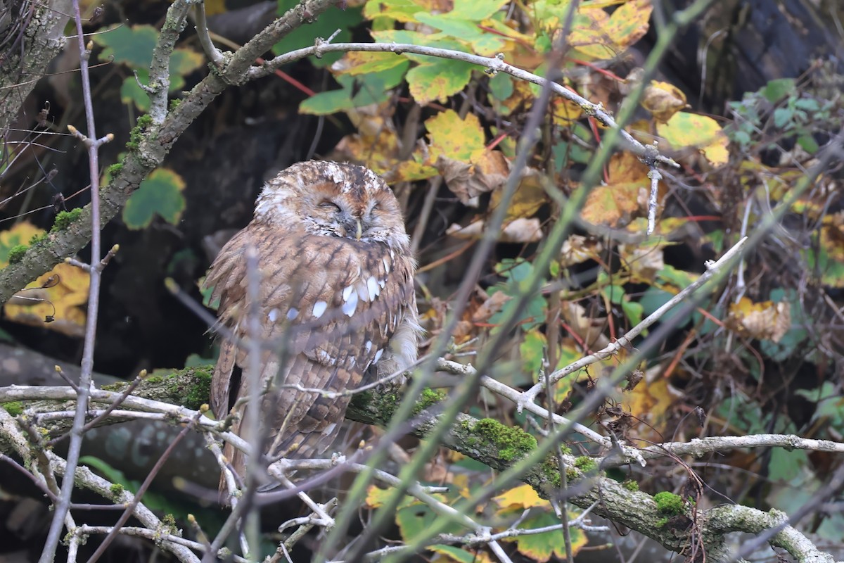 Chouette hulotte - ML645000322