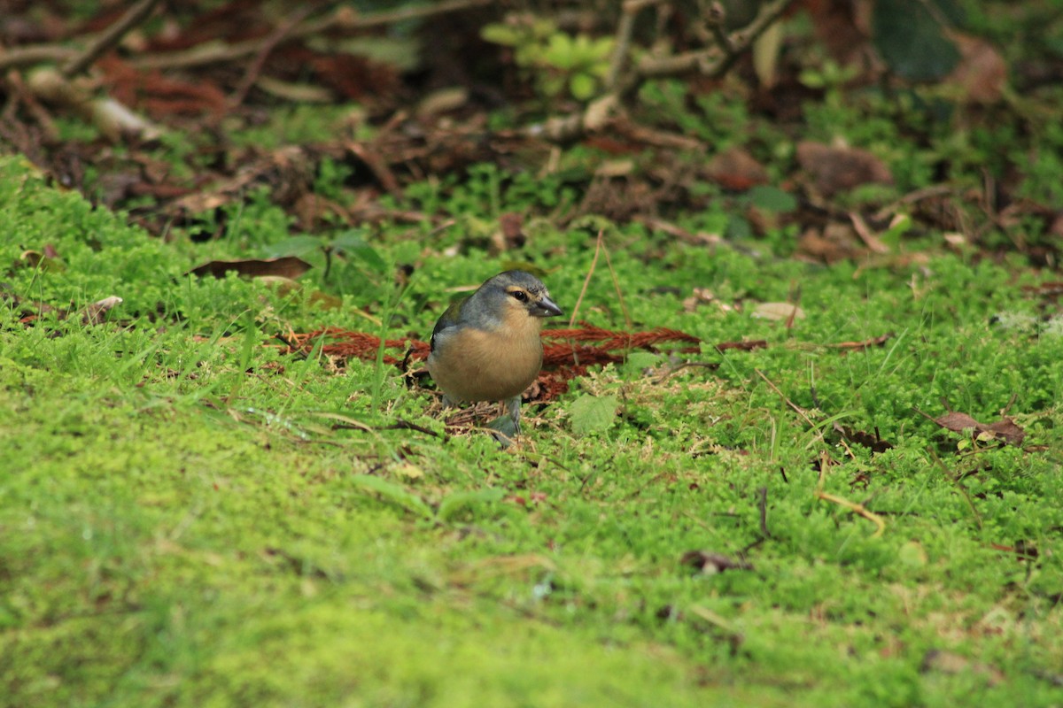 Azores Chaffinch - ML645000339
