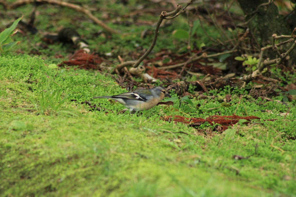 Azores Chaffinch - ML645000340