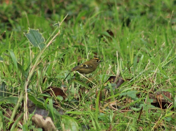 Goldcrest (Sao Miguel) - ML645000348