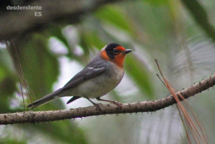 Red-faced Warbler - ML645000350