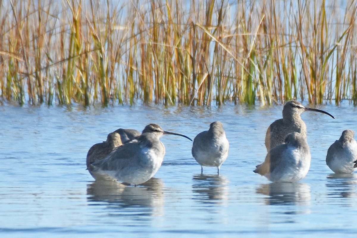 Hudsonian Whimbrel - ML645000351