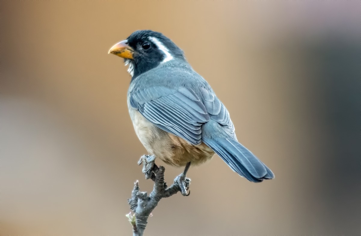 oransjenebbsaltator - ML645000357