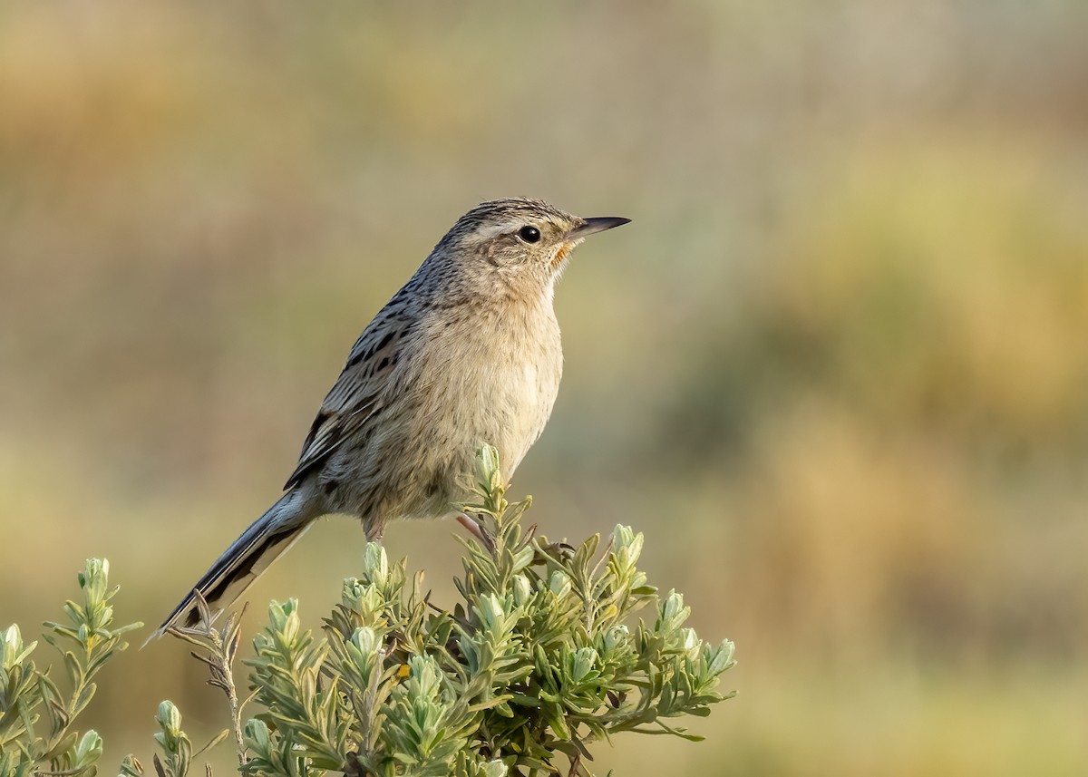 Austral Canastero - ML645000365