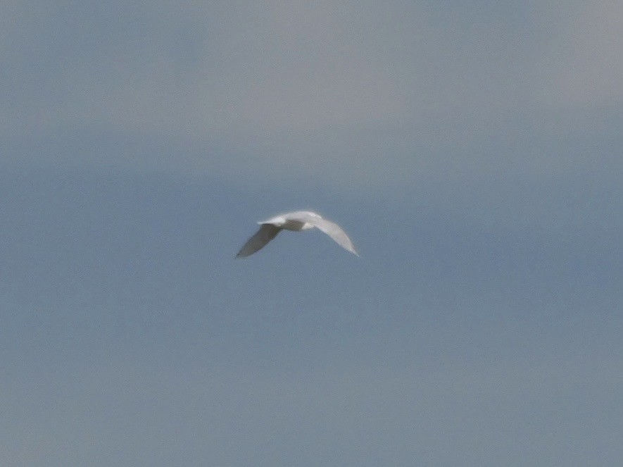 ニシズグロカモメ - ML645000368