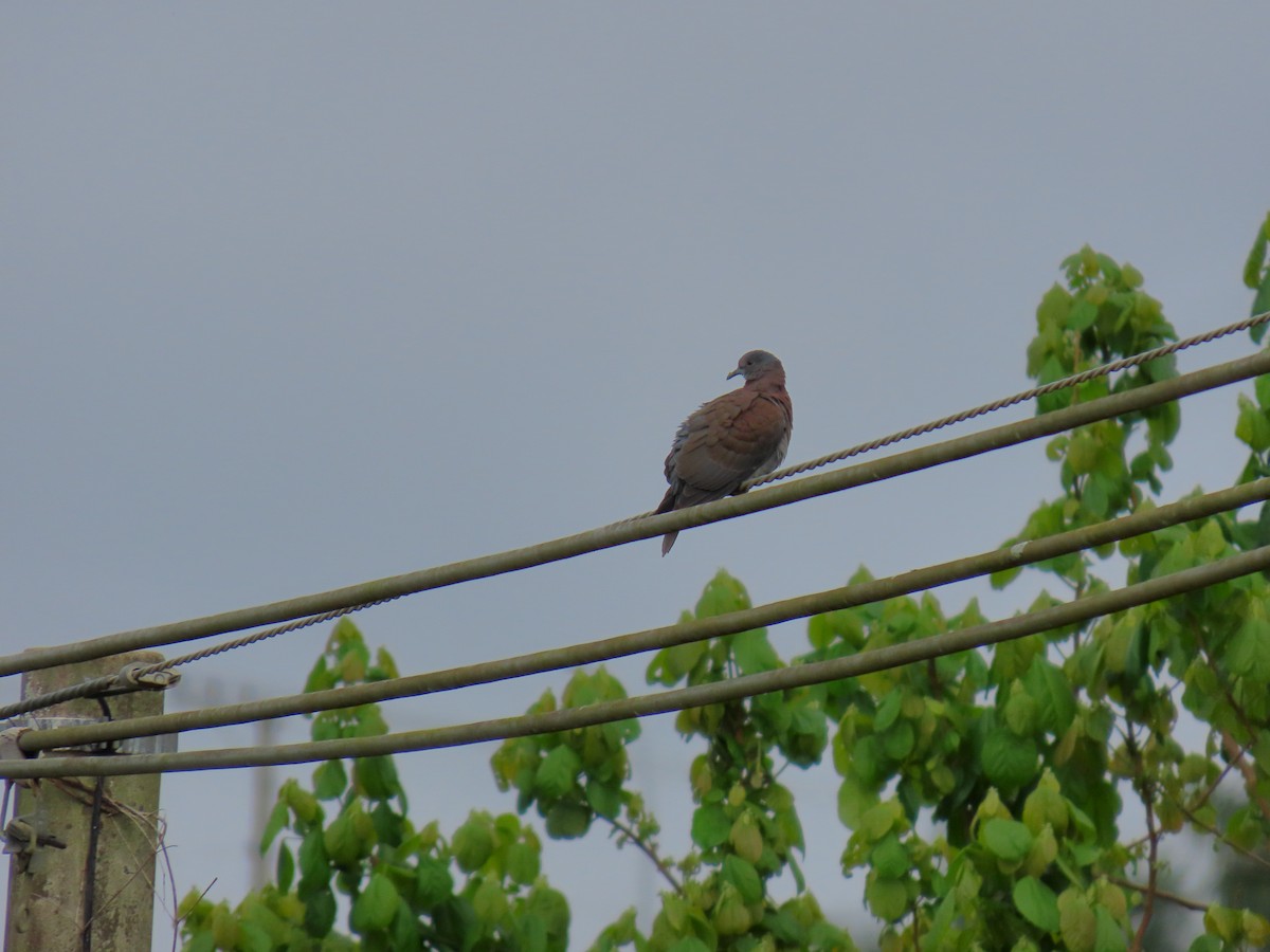 Pale-vented Pigeon - ML645000404