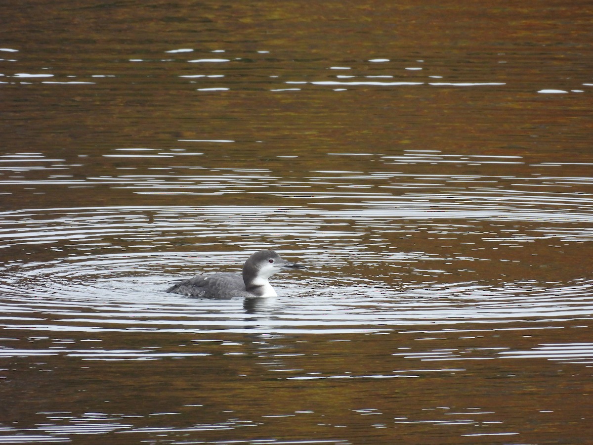 Common Loon - ML645000423