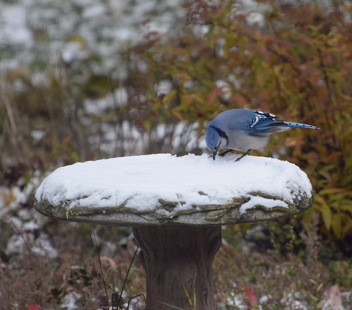 Blue Jay - ML645000447