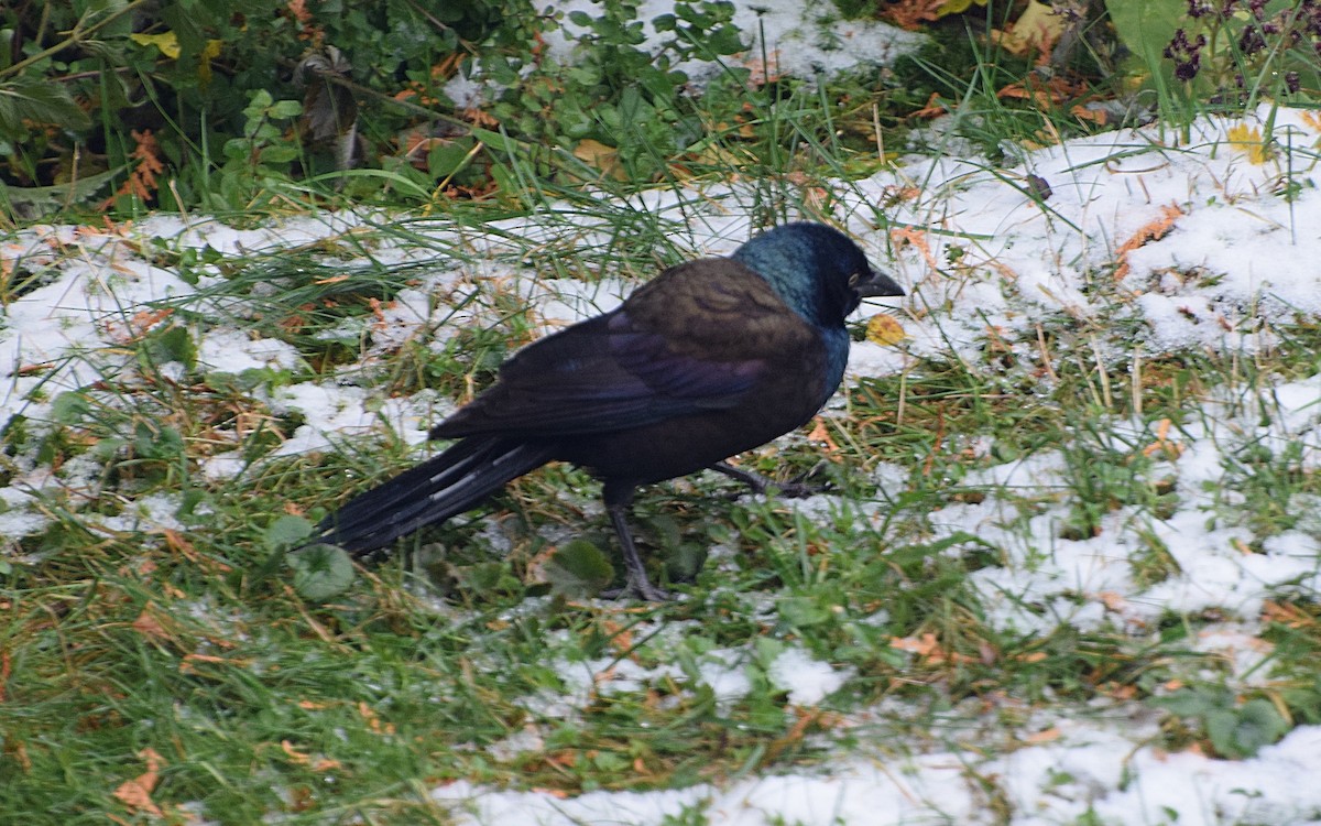 Purpurgrackel - ML645000465