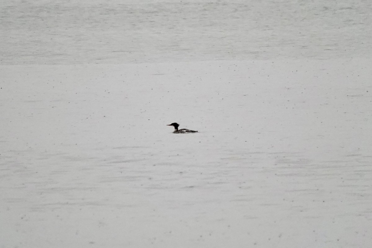 Common Merganser - ML645000487