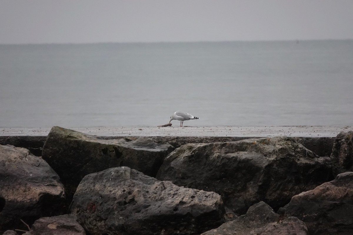 American Herring Gull - ML645000502