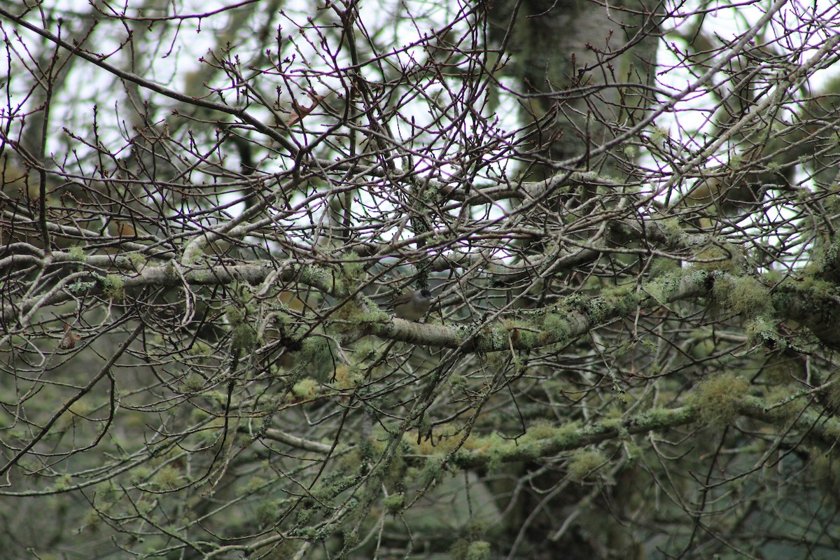Eurasian Blackcap - ML645000516