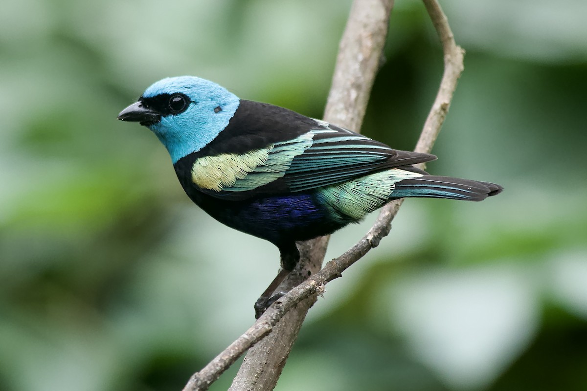 Blue-necked Tanager - ML645000519