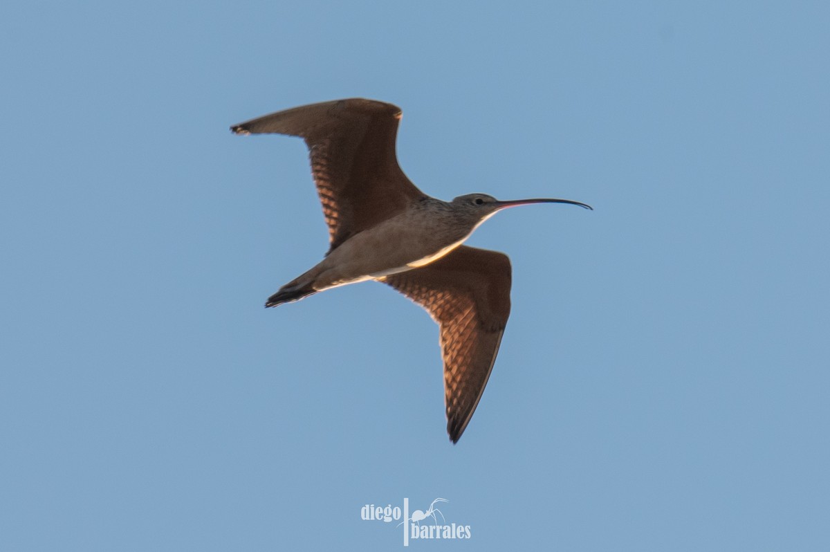Long-billed Curlew - ML645000537