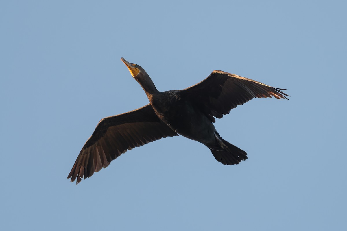 totoppskarv - ML645000539