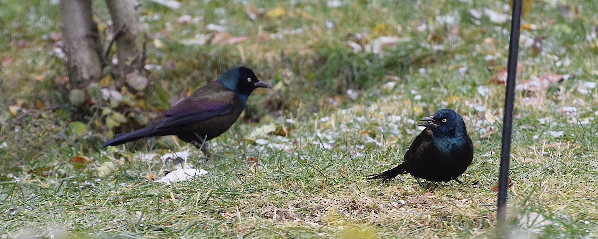 Purpurgrackel - ML645000541