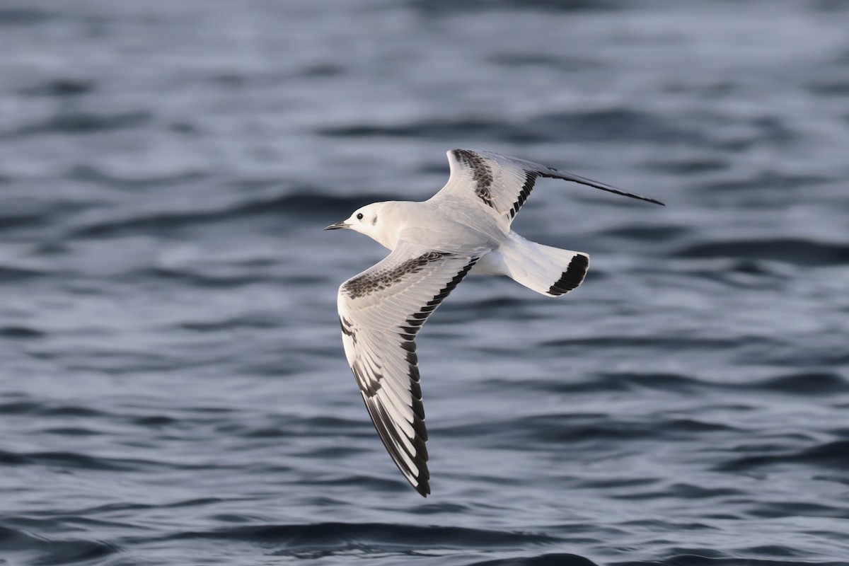 Bonaparte's Gull - ML645000543