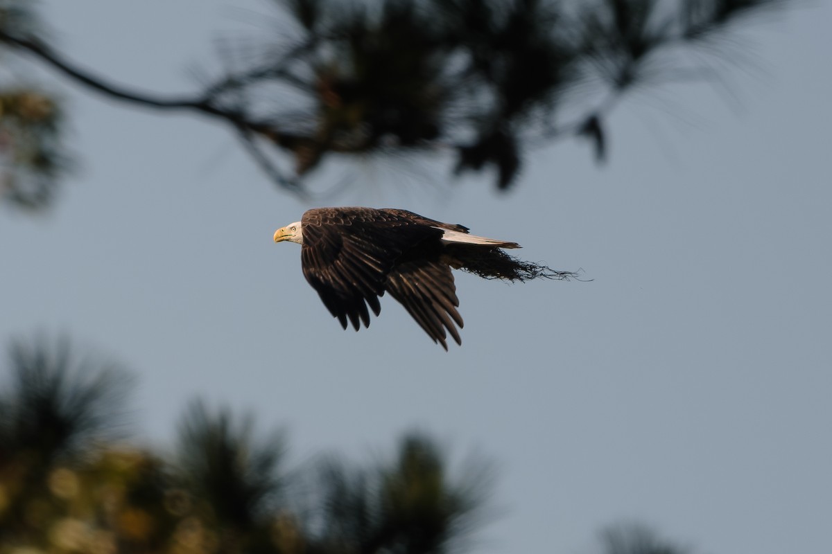 hvithodehavørn - ML645000544