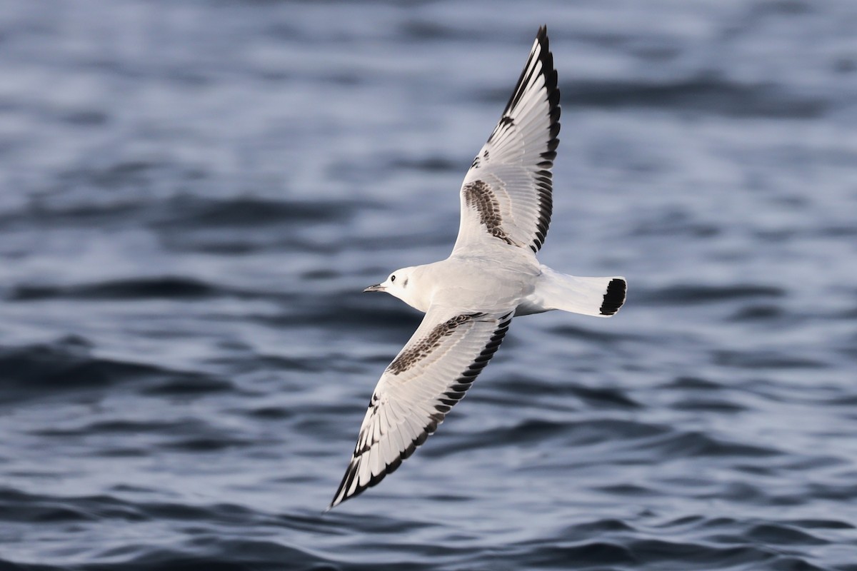 Bonaparte's Gull - ML645000545