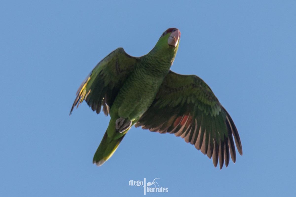 Lilac-crowned Amazon - ML645000556