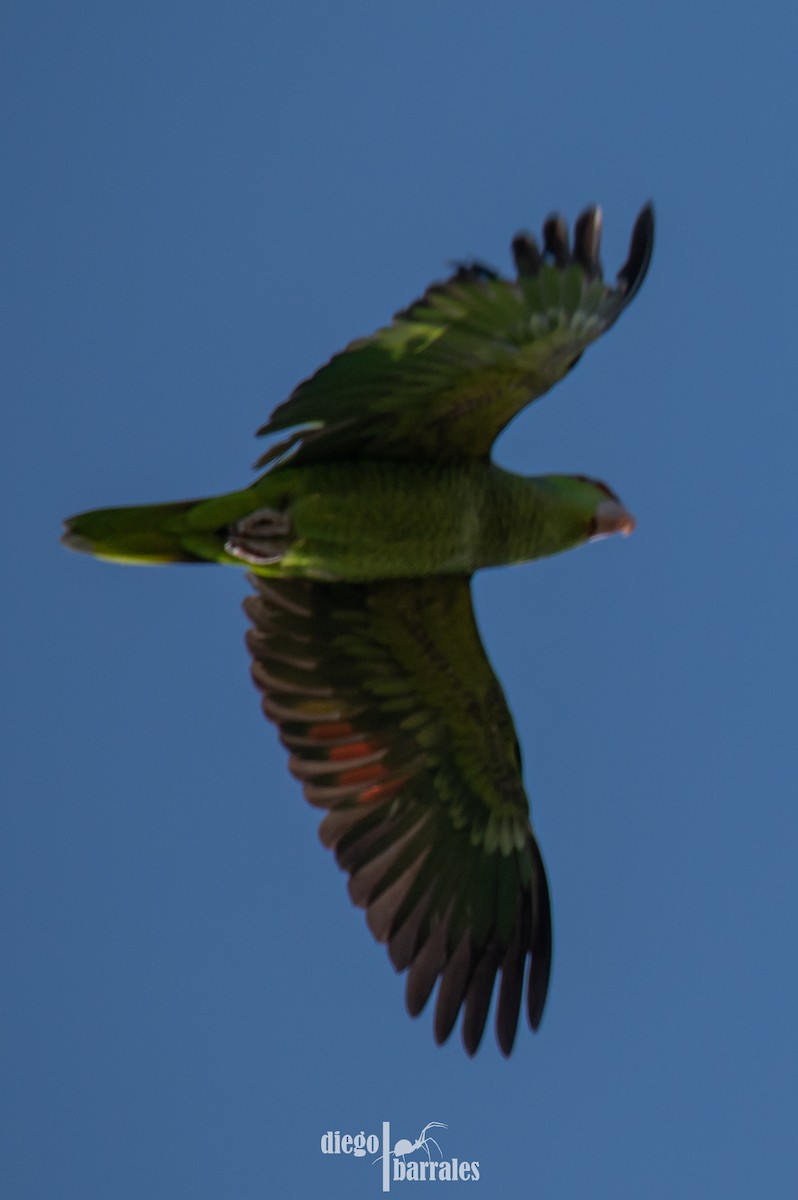 Lilac-crowned Amazon - ML645000558