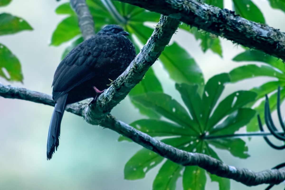 Пенелопа андська - ML645000563