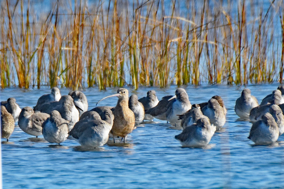 Long-billed Curlew - ML645000564